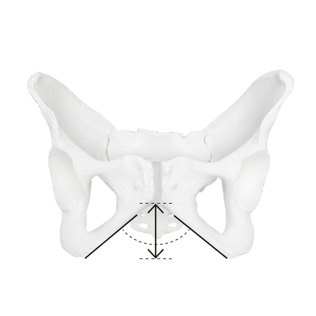The sit bones of women 